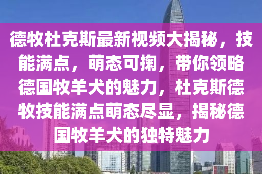 德牧杜克斯最新视频大揭秘，技能满点，萌态可掬，带你领略德国牧羊犬的魅力，杜克斯德牧技能满点萌态尽显，揭秘德国牧羊犬的独特魅力